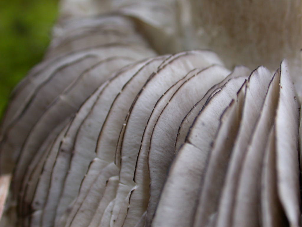 Tricholoma ... sotto Fagus
